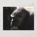 Recherche de gorille sauvage cartes postales Primate