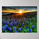 Recherche de photographie de loup posters Nature