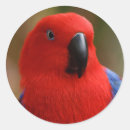 Recherche de perroquet rouge autocollants Oiseau tropical