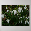 Recherche de perce neige posters Blanc
