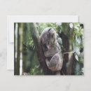 Recherche de koala câlin cartes postales Ours de koala