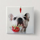 Recherche de bouledogues badges Chiot