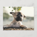 Recherche de regard de chiot cartes postales Mignonette