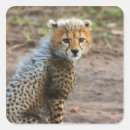 Recherche de cheetah autocollants Africain