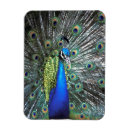 Recherche de paon magnets Vert