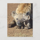 Recherche de hyennas cartes postales Faune