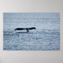 Recherche de queue de baleine posters Nature