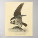 Recherche de poissons vintages posters Antique