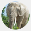 Recherche de défenses autocollants Éléphant