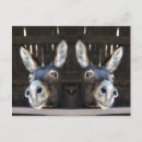 Recherche de ânes cartes postales Ferme