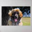 Recherche de leonberg posters Chien