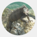Recherche de iguane autocollants Animal
