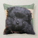 Recherche de spitz coussins Loulou