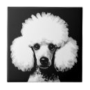 Recherche de chien de caniche carreaux Dog