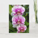 Recherche de anniversaire orchidée cartes invitations fleur