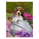 Recherche de beagles posters Pour enfants