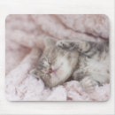 Recherche de chat domestique tapis souris Sommeil
