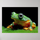 Recherche de grenouilles posters Animaux