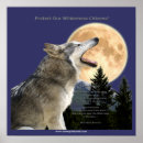 Recherche de grey wolves posters Wolf
