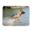 Recherche de berger allemand magnets Mignon