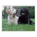 Recherche de labrador calendriers Noir