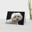 Recherche de shitzu vœux cartes Chiot