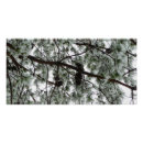 Recherche de neige couverte posters Sapin