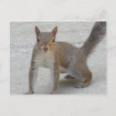Recherche de curieux cartes postales Animal