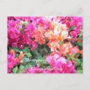 Recherche de bougainville cartes postales Photographie