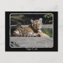 Recherche de tigre photographie Bébé