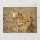 Recherche de parc national de serengeti cartes postales Faune