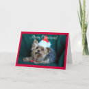 Recherche de noël de terrier photographie Yorkie