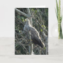 Recherche de aigle de mer Côte