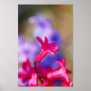 Recherche de hyacinthe posters Fleur