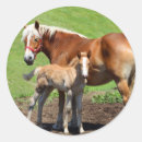 Recherche de palamino Chevaux