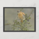 Recherche de crécerelle américaine cartes postales Faune