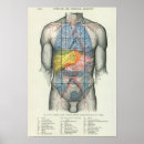 Recherche de organes humains posters Graphique