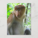 Recherche de grande singe cartes postales Nature