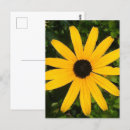 Recherche de marguerite sauvage cartes postales Fleur