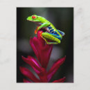 Recherche de grenouille costa rica cartes postales Forêt tropicale
