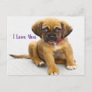 Recherche de yeux de chien cartes postales Canine