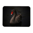 Recherche de beaux magnets Oiseau