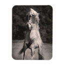 Recherche de étalon magnets Chevaux