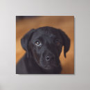 Recherche de labrador retriever art Cute