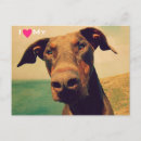 Recherche de dobermann cartes postales Animal
