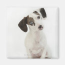 Recherche de bureau vétérinaire magnets Animaux