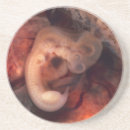 Recherche de grossesse dessous de verres Bébé