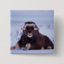 Recherche de steve badges Alaska