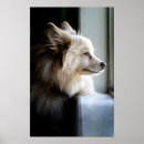 Recherche de pomeranian posters Photographie