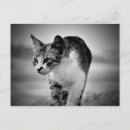 Recherche de animal noir et blanc cartes postales Monochrome